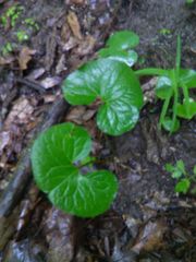 Asarum canadense