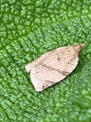 Adoxophyes dubia