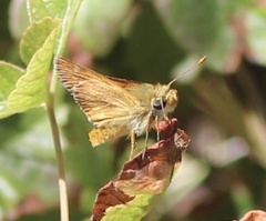 Ochlodes agricola