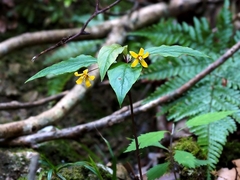 Lysimachia ardisioides