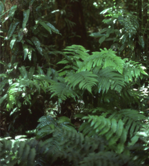 Pleocnemia irregularis