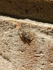 Platycryptus undatus