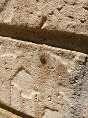 Platycryptus undatus