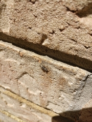 Platycryptus undatus