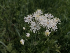 Thalictrum baicalense