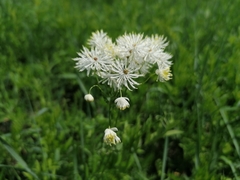 Thalictrum baicalense