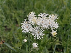 Thalictrum baicalense