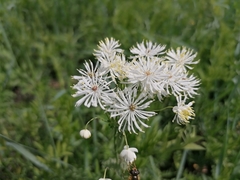 Thalictrum baicalense