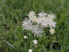 Thalictrum baicalense