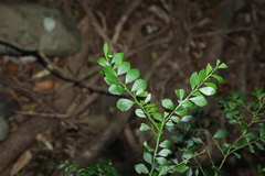 Citrus australasica