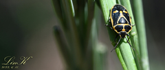 Eurydema gebleri