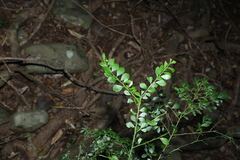 Citrus australasica