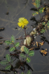 Neptunia oleracea