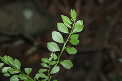 Citrus australasica