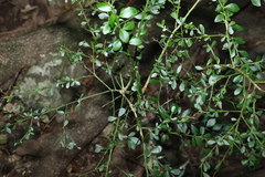 Citrus australasica