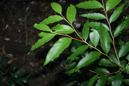 Hedraianthera porphyropetala F.Muell.