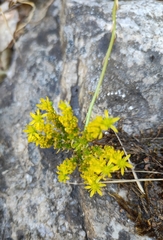 Petrosedum forsterianum