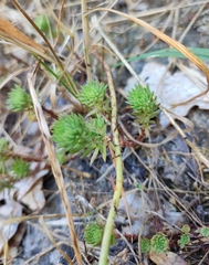 Petrosedum forsterianum