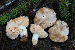 Lactarius pallidiolivaceus