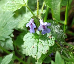 Glechoma hederacea