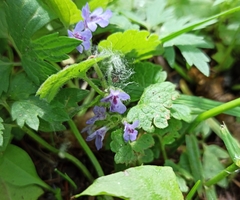 Glechoma hederacea