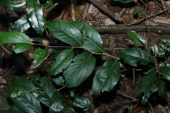 Cryptocarya foetida