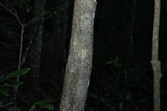 Cryptocarya foetida