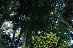 Cryptocarya foetida