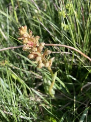 Dactylorhiza viridis
