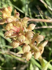 Dactylorhiza viridis
