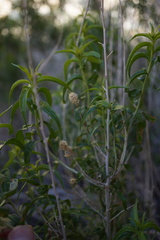 Brickellia longifolia