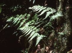 Arachniodes tripinnata