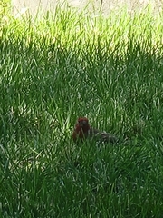 Haemorhous mexicanus