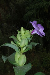 Barleria gibsonii