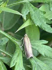 Oncocera semirubella