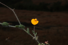 Crotalaria filipes