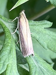 Oncocera semirubella