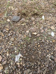 Blepharipappus scaber