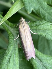 Oncocera semirubella
