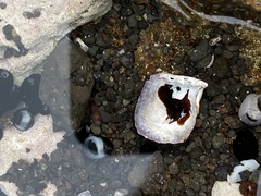Isognomon californicus