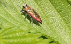 Anthaxia senicula