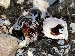 Isognomon californicus