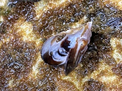 Isognomon californicus