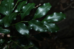 Toechima tenax
