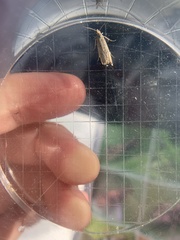 Neofaculta ericetella