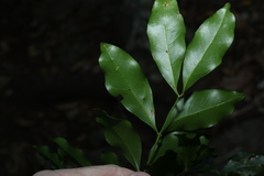 Toechima tenax