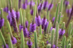 Pogostemon deccanensis