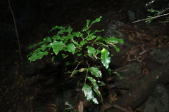 Toechima tenax