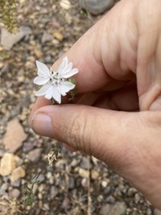 Blepharipappus scaber
