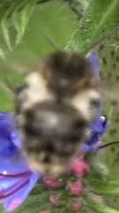 Bombus